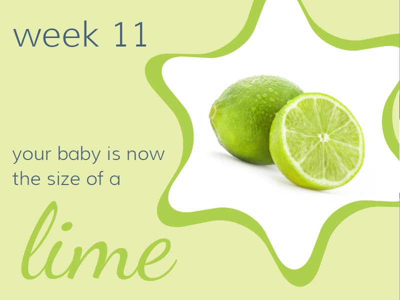 Week 11 - Your baby is now the size of a lime.